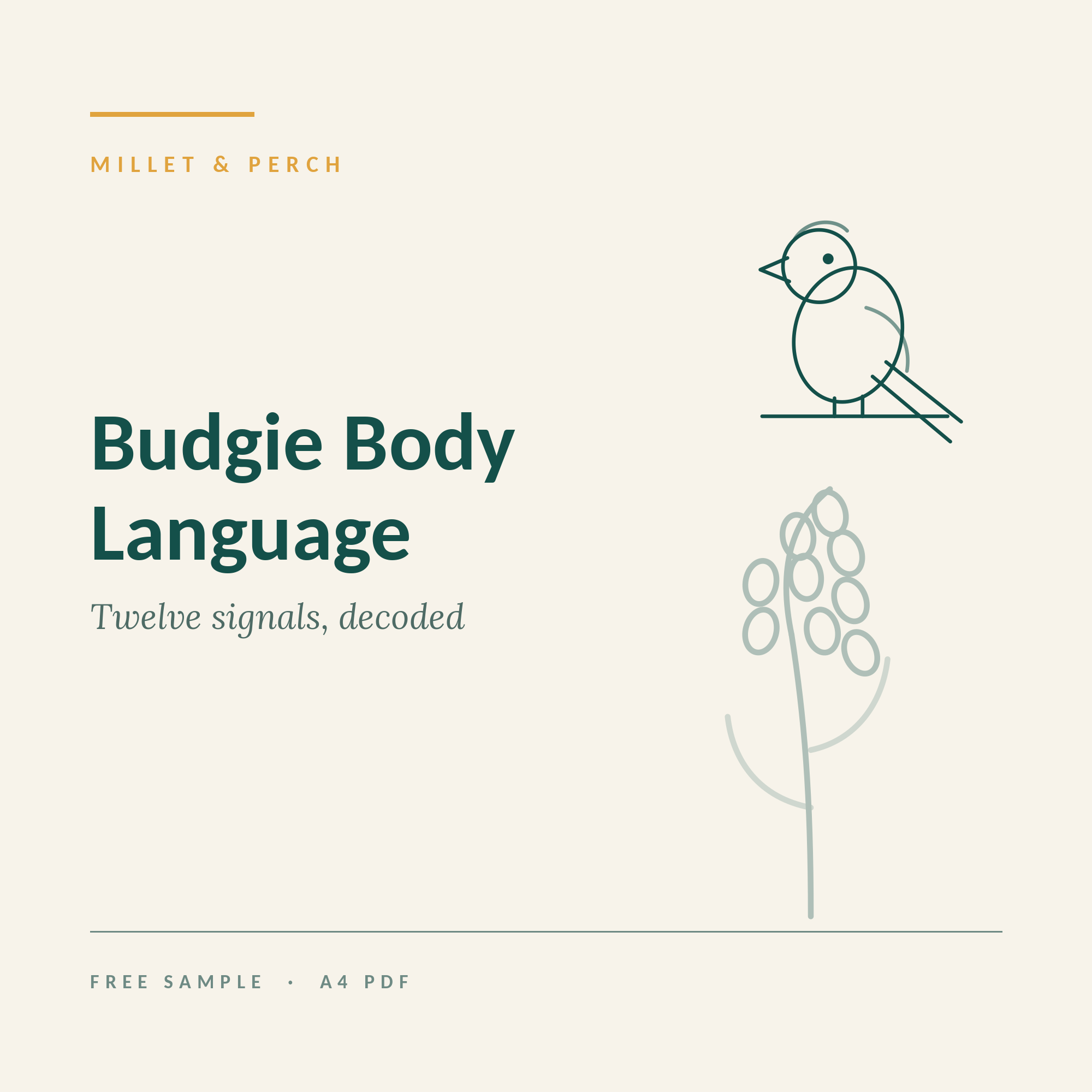 Budgie Body Language: 12 Signals Decoded
